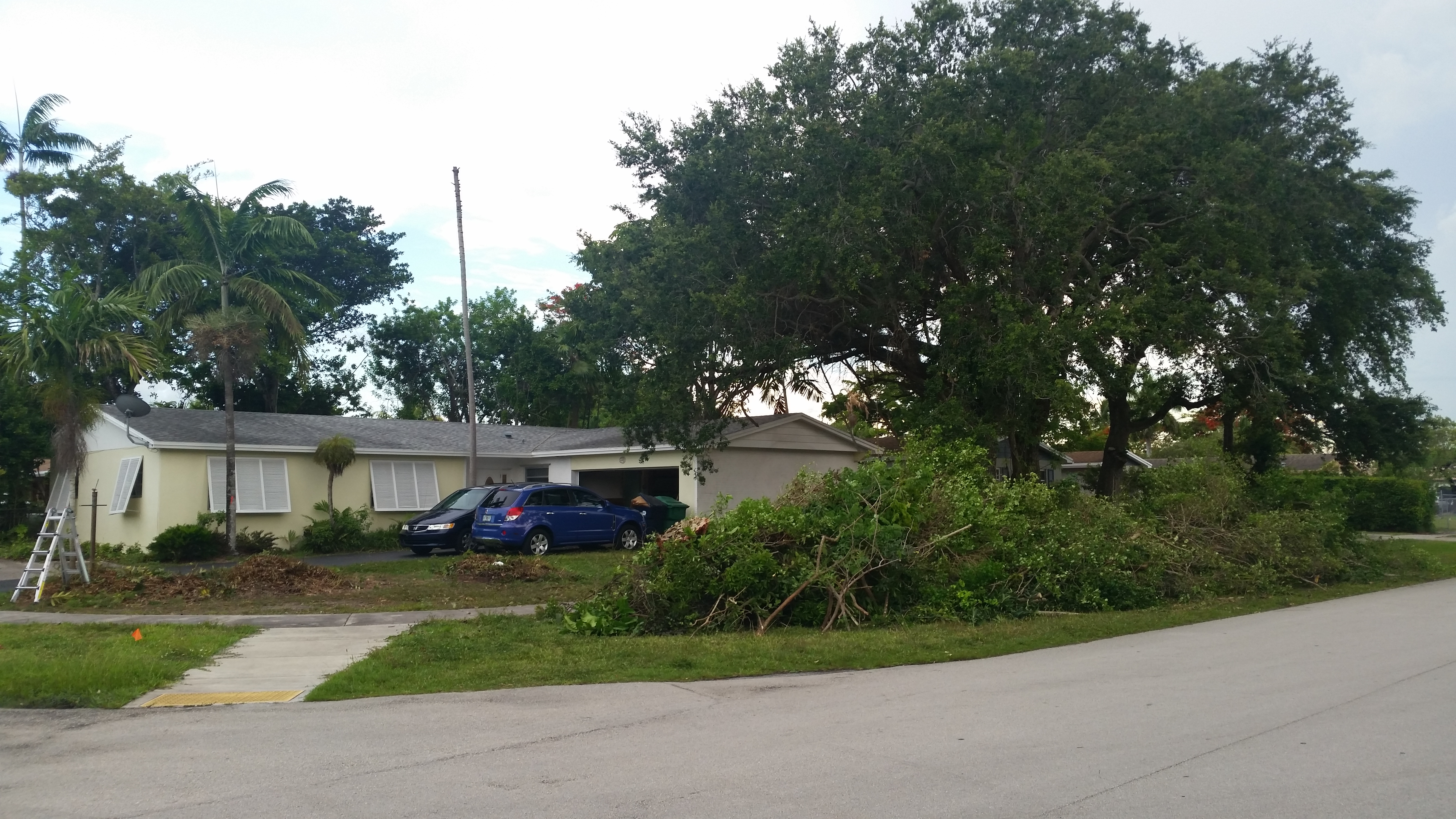 Tree Cutting