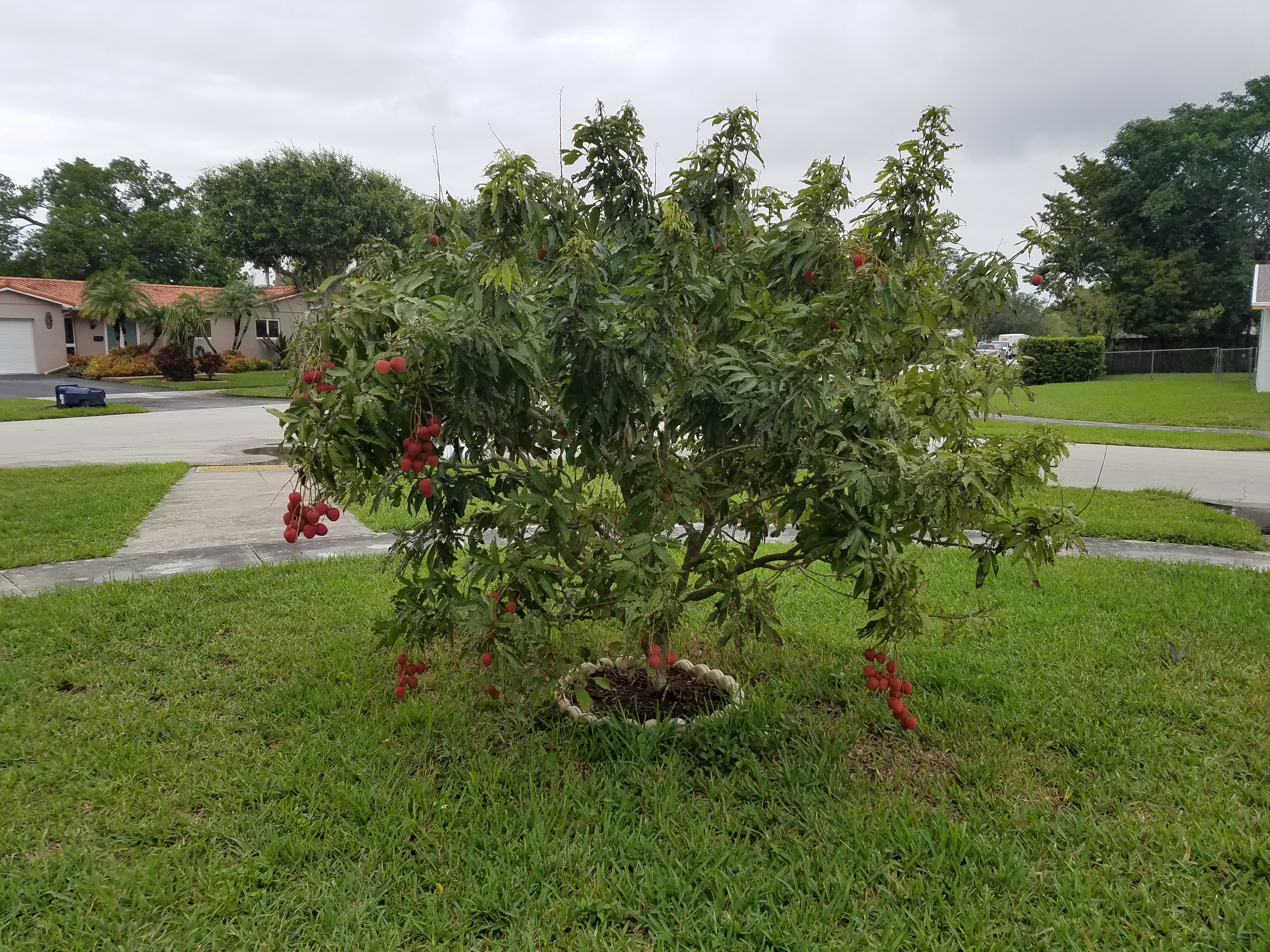 Lychee Tree Year 2